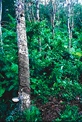 Hevea Brasiliensis (Euphorbiceae, spurge family)
